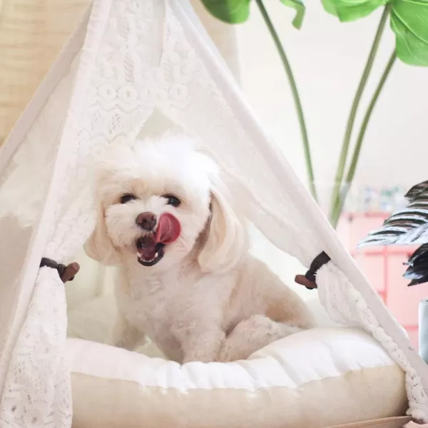imagelittle dove Pet Teepee DogPuppy amp Cat Bed  Portable Pet Tents amp Houses for DogPuppy amp Cat Lace Style 24 Inch no Cushionlittle dove Pet Teepee DogPuppy amp Cat Bed  Portable Pet Tents amp Houses for DogPuppy amp Cat Lace Style 24 Inch no Cushion