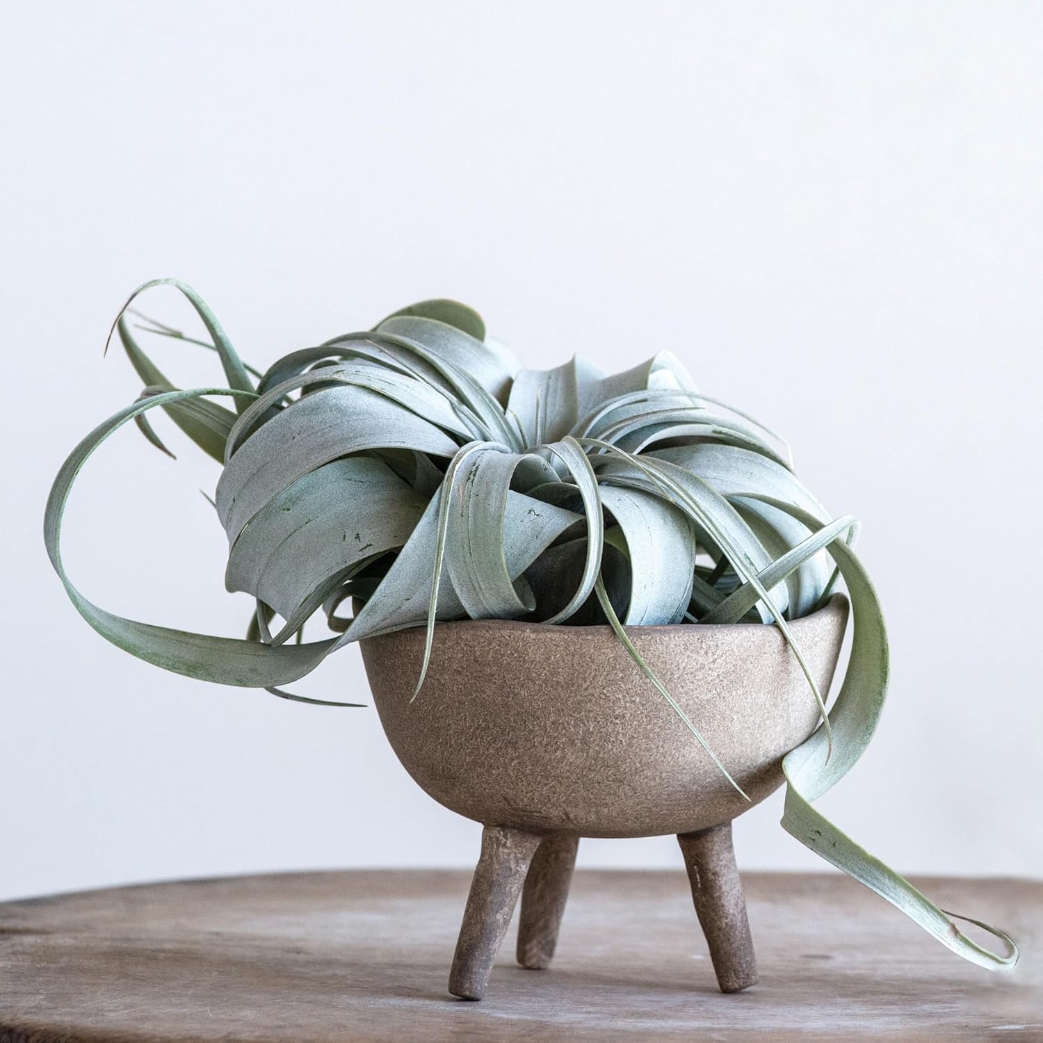 Creative CoOp Boho Terracotta Footed Planter with Organic Edge Matte TaupeTaupe