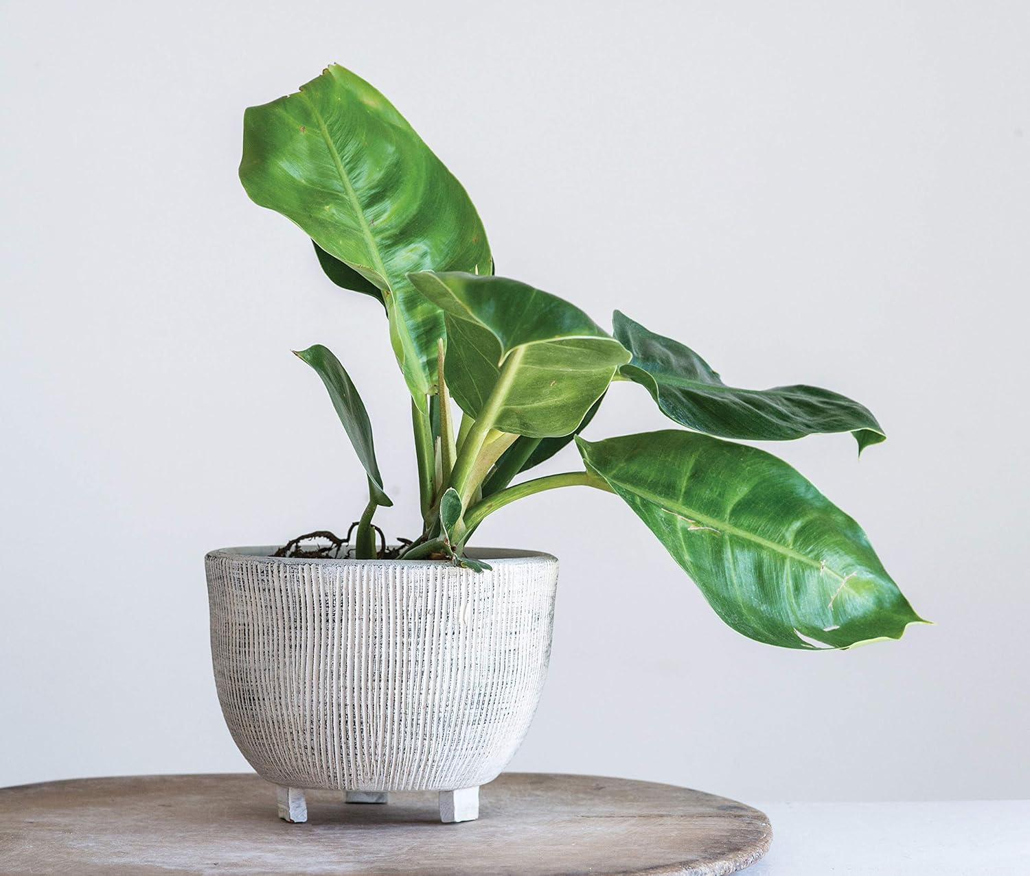 Distressed Cream Terracotta Planter with Fluted TextureFooted Planter