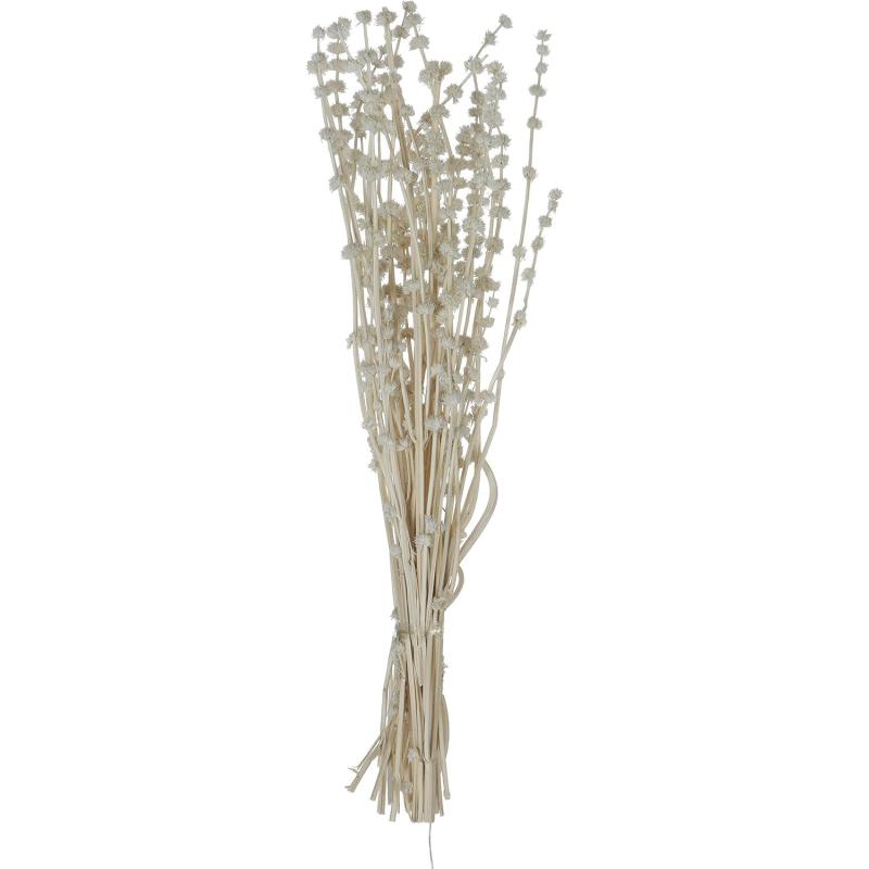 Creative CoOp DF0816 Bouquet Lions Tail White