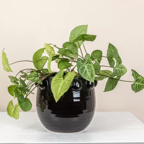 imageCreative CoOp TerraCotta Planter with Raised Dots Matte TerracottaBlack