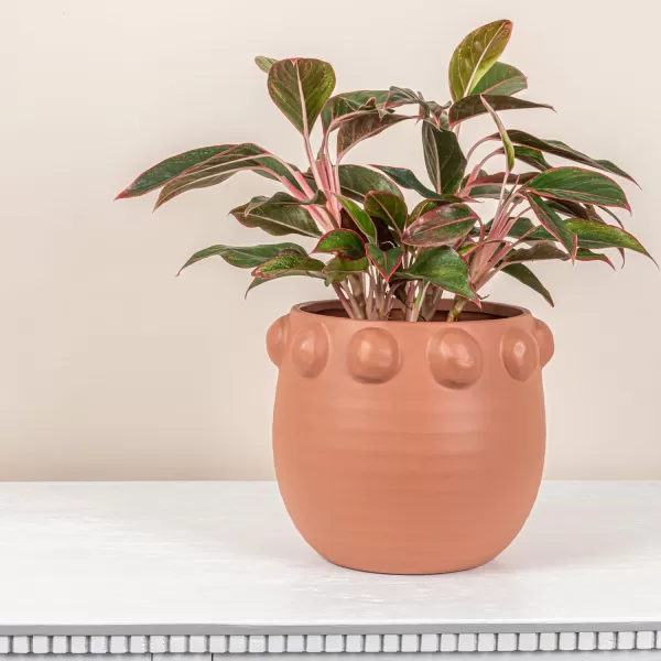 imageCreative CoOp TerraCotta Planter with Raised Dots Matte TerracottaTerracotta