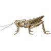 imageCreative CoOp Gilded Garden Grasshopper Decor GoldGrasshopper
