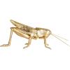 imageCreative CoOp Gilded Garden Grasshopper Decor GoldGrasshopper