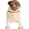 imageCreative CoOp Jeweled Frog Trinket Box GreenPug