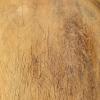 imageCreative CoOp Rustic Reclaimed Wood Bowl with Handles Natural