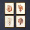 imageCreative CoOp Wood Framed Art with Red Shells ampamp Coral Set of 4 Designs Wall Decor