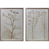 imageCreative CoOp Botanical Floral Print Wood Framed Glass Wall Decor Green and Cream Set of 2
