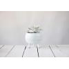 imageCreative CoOp Footed Terracotta Holds 7quot Pot Planter White