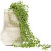 imageCreative CoOp 41quot Faux String of Pearl Pick Set of 12 Pieces Artificial Plants Green