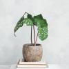 imageCreative CoOp Embossed Crackle TerraCotta Planter Brown