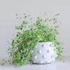 imageCreative CoOp Handmade Hobnail TerraCotta Planter WhiteHolds 5 Pot