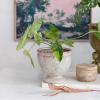 imageCreative CoOp Round Distressed TerraCotta Footed Planter Coral