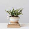 imageCreative CoOp Stoneware Rabbit Saucer Multicolor Planter Tan