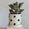 imageCreative CoOp Textured Stoneware Polka Dots and Saucer Black and Ivory Planter