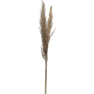 imageCreative CoOp 4314quotH Natural Pampas Grass Bunch Dried Botanticals Muted Purple