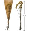 imageCreative CoOp 1734quotH Dried Natural Caspedia Bunch DF2585