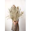 imageCreative CoOp 68quot L x 18quot W Dried Palm Fan Leaf