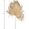imageCreative CoOp 68quot L x 18quot W Dried Palm Fan Leaf