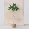 imageCreative CoOp Evergreen Faux Olive Topiary Tree in Dolomite Pot Green