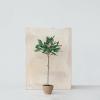 imageCreative CoOp Evergreen Faux Olive Topiary Tree in Dolomite Pot Green