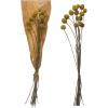 imageCreative CoOp 1734quotH Dried Natural Caspedia Bunch DF2585
