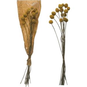 imageCreative CoOp 1734quotH Dried Natural Caspedia Bunch DF2585
