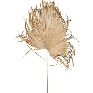 imageCreative CoOp 68quot L x 18quot W Dried Palm Fan Leaf