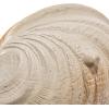 imageCreative CoOp 625 Inches Stoneware White Shell Abalone Set of 6 Plates