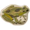 imageCreative CoOp Whimsical Butterfly Stoneware Plate MulticolorFrog