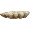 imageCreative CoOp Coastal Decorative Magnesia Clamshell Natural