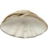 imageCreative CoOp Coastal Decorative Magnesia Clamshell Natural