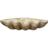 imageCreative CoOp Coastal Decorative Magnesia Clamshell Natural