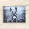 imageCreative CoOp Black ampamp White Donkey on Canvas Framed Wall Dcor