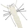 imageCreative CoOp Handmade Recycled Canvas ampamp Wire Hanging Lobster Cream Color Wall Dcor