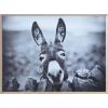 imageCreative CoOp Black ampamp White Donkey on Canvas Framed Wall Dcor
