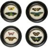 imageCreative CoOp Moth and Butterfly Framed Wall Decor Multicolor Set of 4