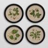 imageCreative CoOp Wood Framed Wall Dcor with Vintage Reproduction Botanical Print Multicolor Set of 4