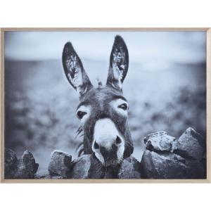 imageCreative CoOp Black ampamp White Donkey on Canvas Framed Wall Dcor