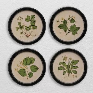 imageCreative CoOp Wood Framed Wall Dcor with Vintage Reproduction Botanical Print Multicolor Set of 4