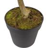imageCreative CoOp Faux Lemon Tree in Plastic Pot Green