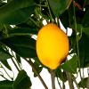 imageCreative CoOp Faux Lemon Tree in Plastic Pot Green