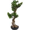 imageCreative CoOp Faux Star Leaved Bonsai Tree in Plastic Pot with Pebbles Green