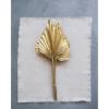 imageCreative CoOp Natural Sun Cut Palm Bunch in Gold Finish Dried Florals 11quot L x 3quot W x 30quot H WhiteWhite
