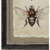 imageWood Framed Vintage Insect Prints Set of 4 Designs