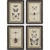 imageWood Framed Vintage Insect Prints Set of 4 Designs