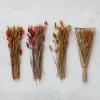 imageCreative CoOp Dried Natural Bunny Tail Grass Bunch Multicolor Set of 3