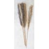 imageCreative CoOp Dried Pampas Grass Bunch Natural