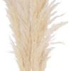 imageCreative CoOp Dried Pampas Grass Bunch Natural
