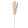 imageCreative CoOp Dried Pampas Grass Bunch Natural